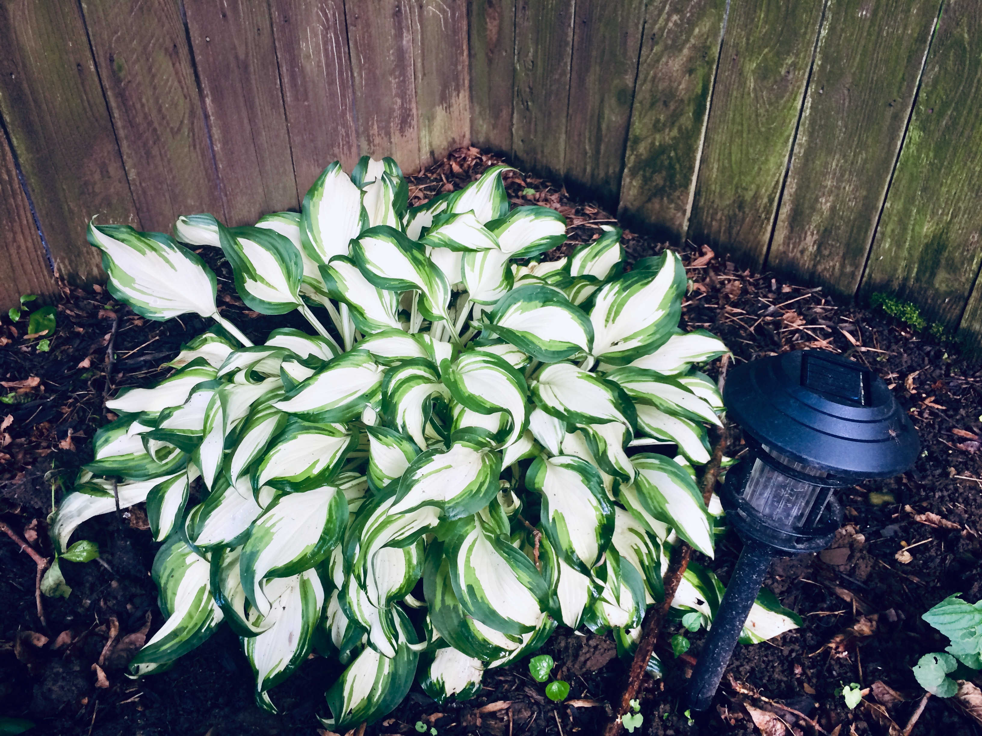 Hosta 