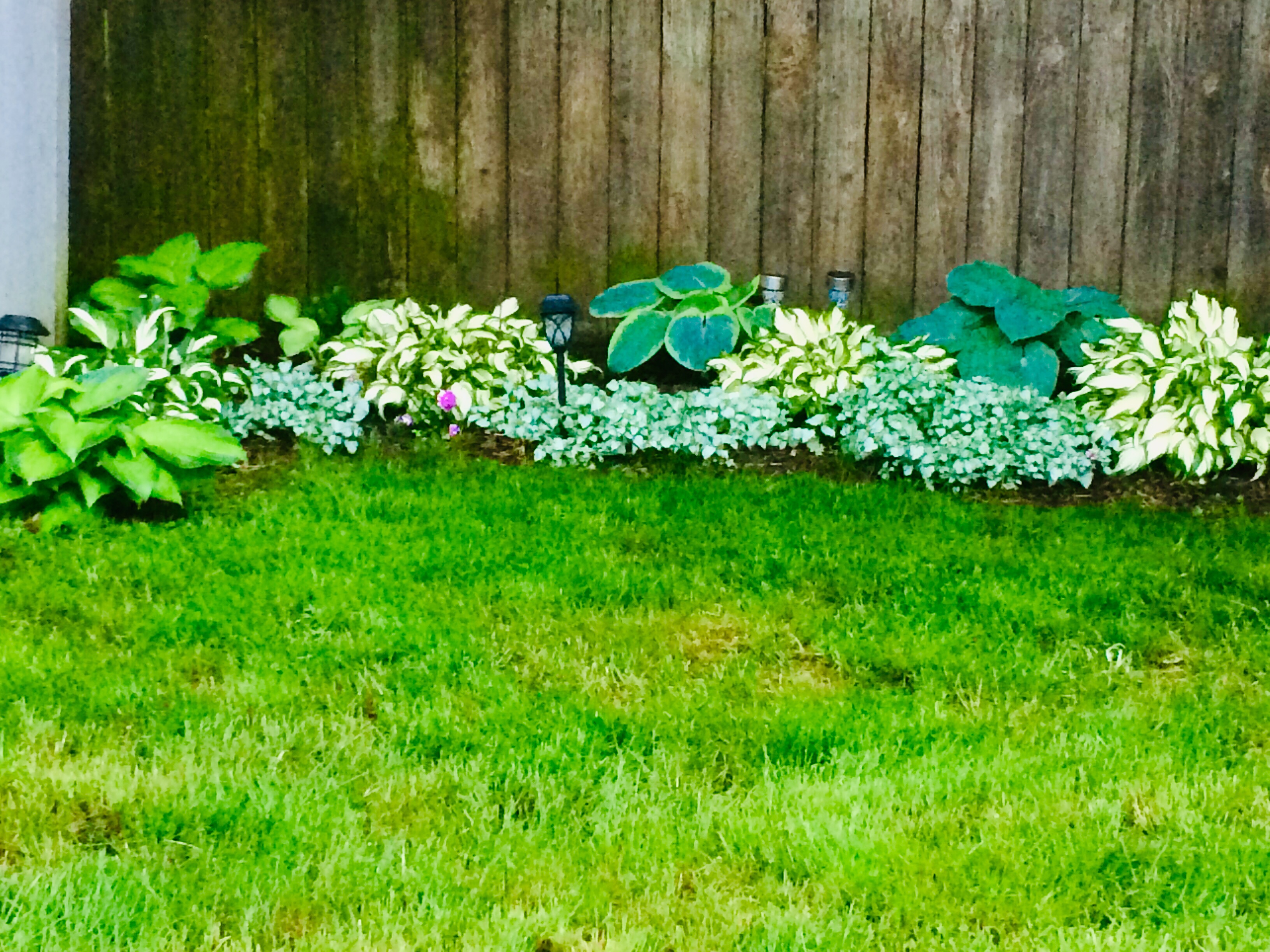 My Hosta garden 