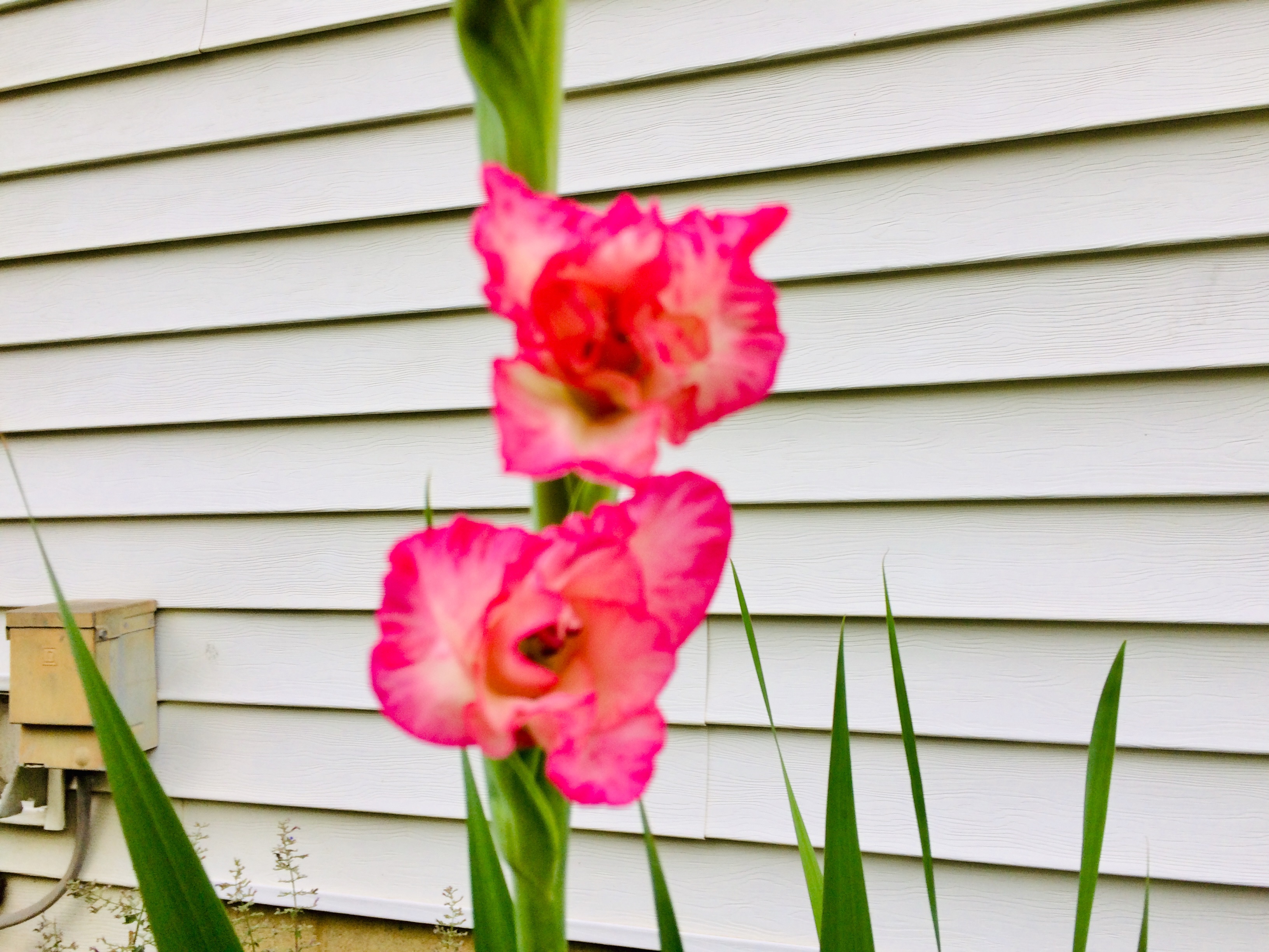 Gladiolus 