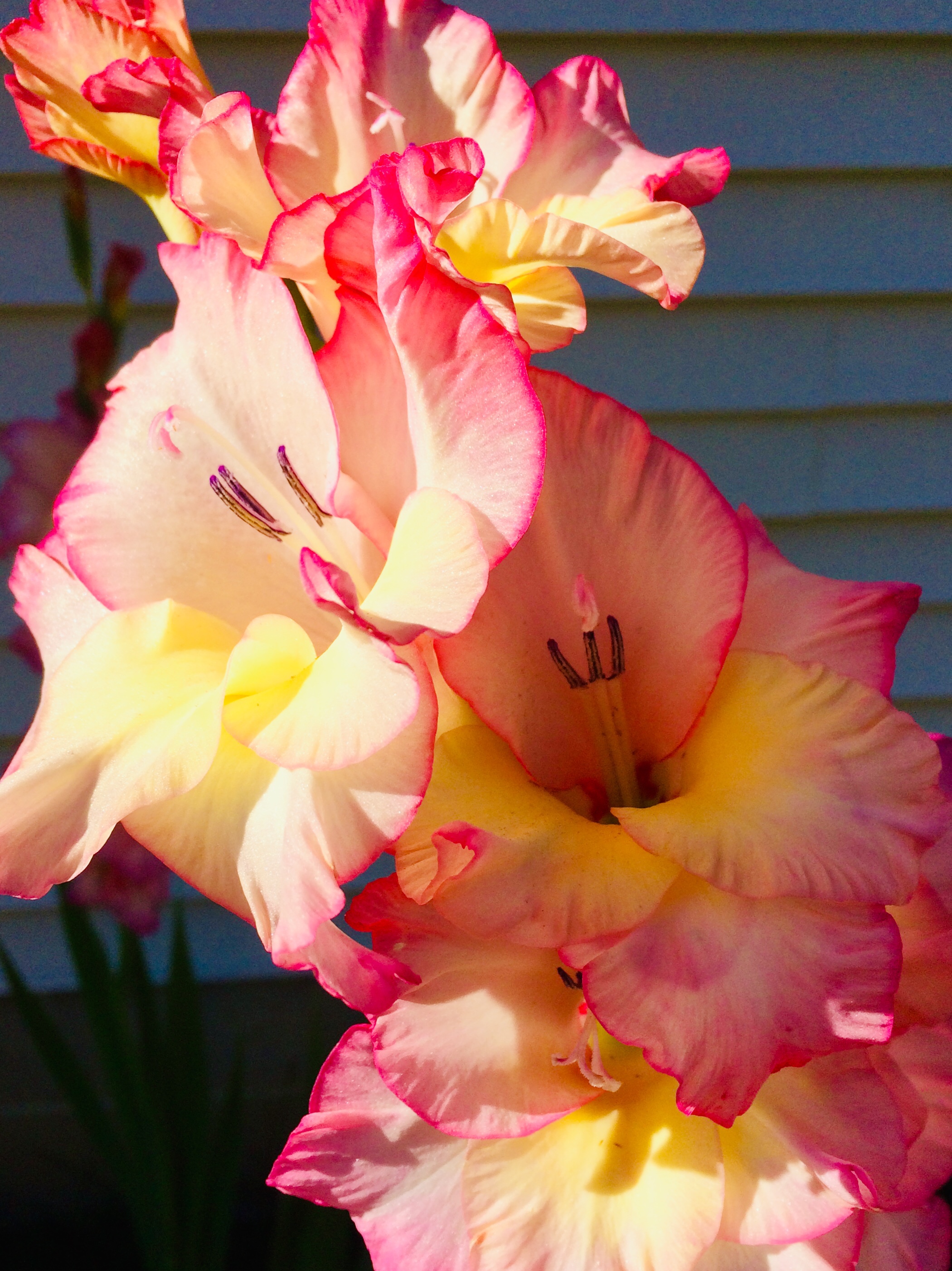 Gladiolus 