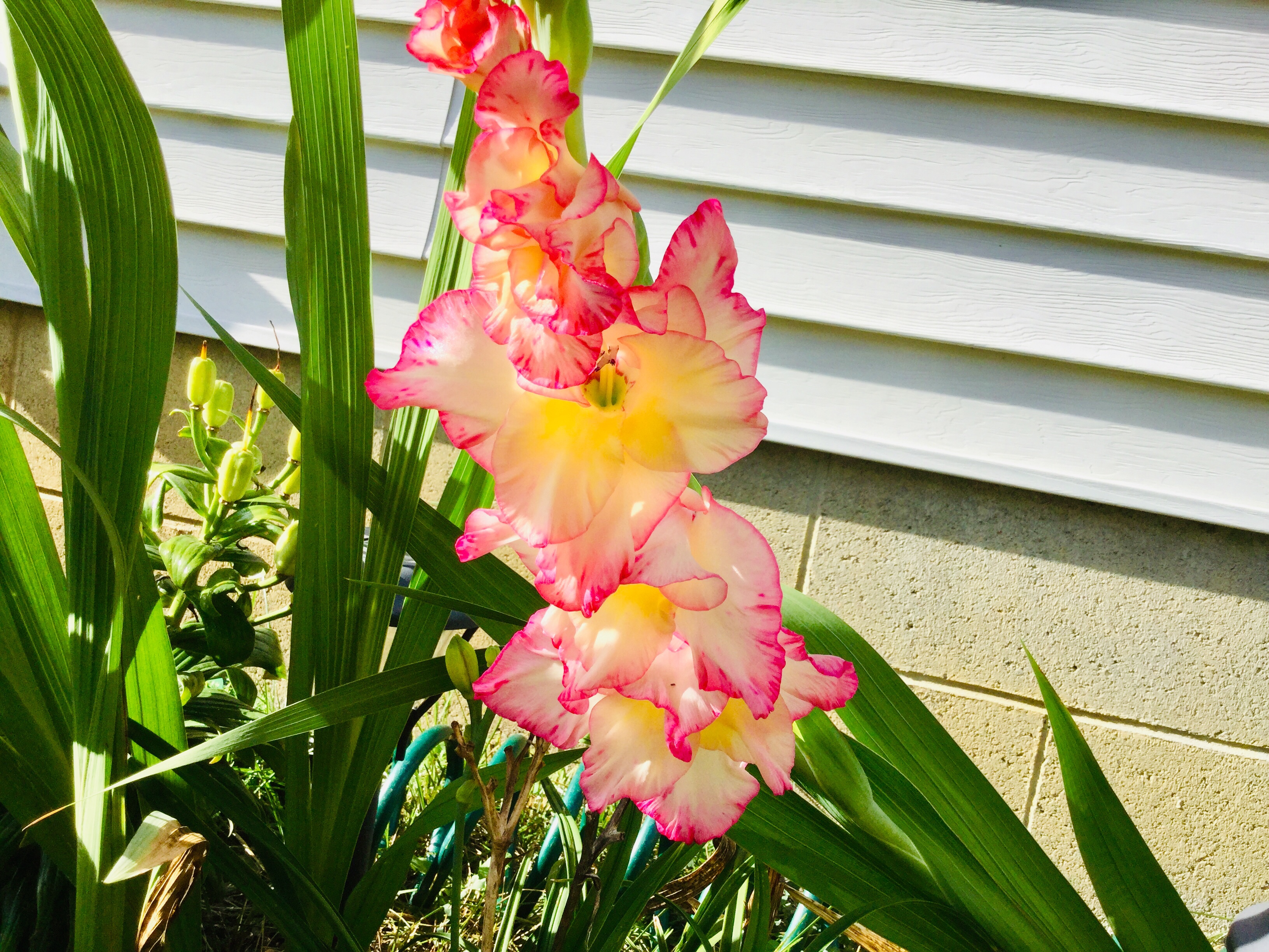 Gladiolus 